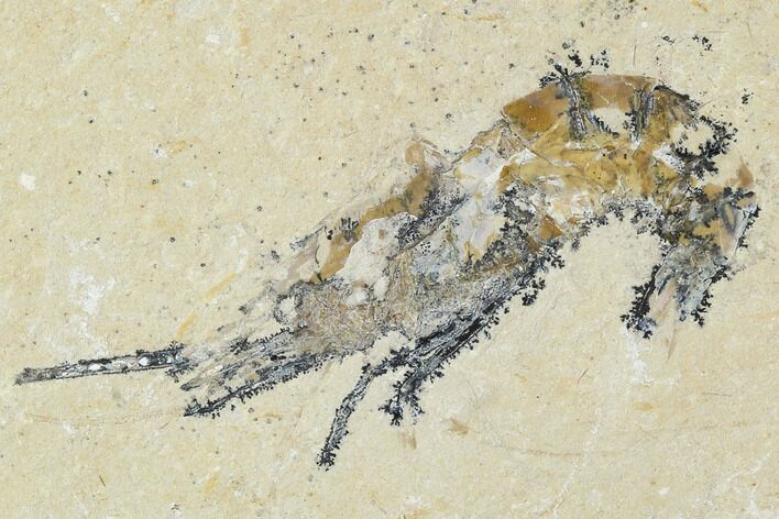 Cretaceous Fossil Shrimp - Lebanon #107687